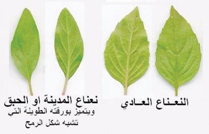 "الصحة": لا وجود لتسممات جينية ومسرطنة في "حبق المدينة"