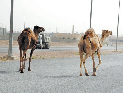 جمال الصحافة