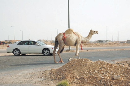 جمال الصحافة