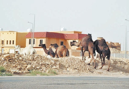 جمال الصحافة