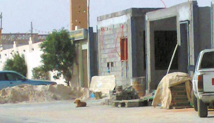 كلاب سائبة تثير رعب سكان حي النهضة