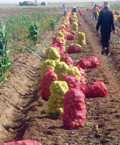الجمعيات التعاونية.. هل تتجاوز الوهن؟