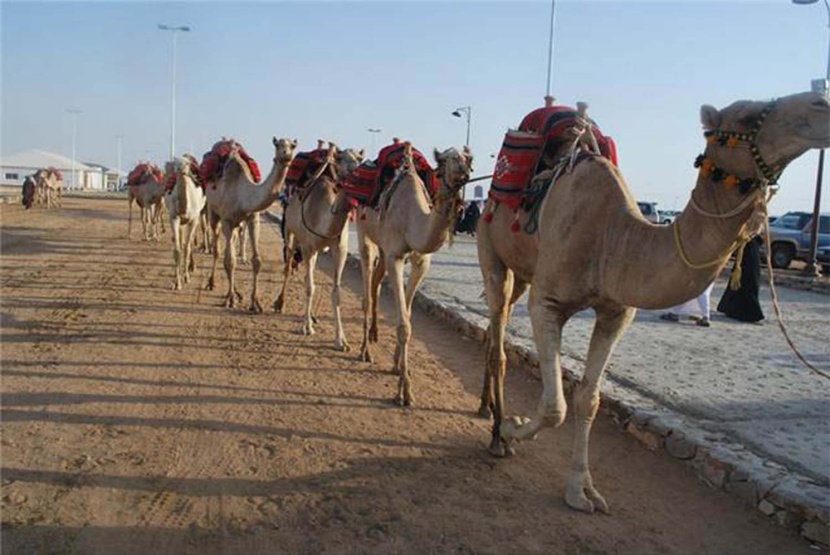 اجتذبت جادة سوق عكاظ الثقافي " 3 " في الطائف أكثر من 10 آلاف زائر يومياً لمشاهدة الحرفيين وهم يزاولون المهن الشعبية التقليدية في