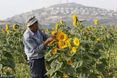 المزارع محمود شعيت يجمع بعض الخضروات المزروعة بالقرب من تباع الشمس في قرية كفر كلا جنوب لبنان.
