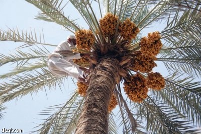 المزارعون.. «تدويرة العيشة» تجبرهم على تحدي الخطر بـ 10 ريالات