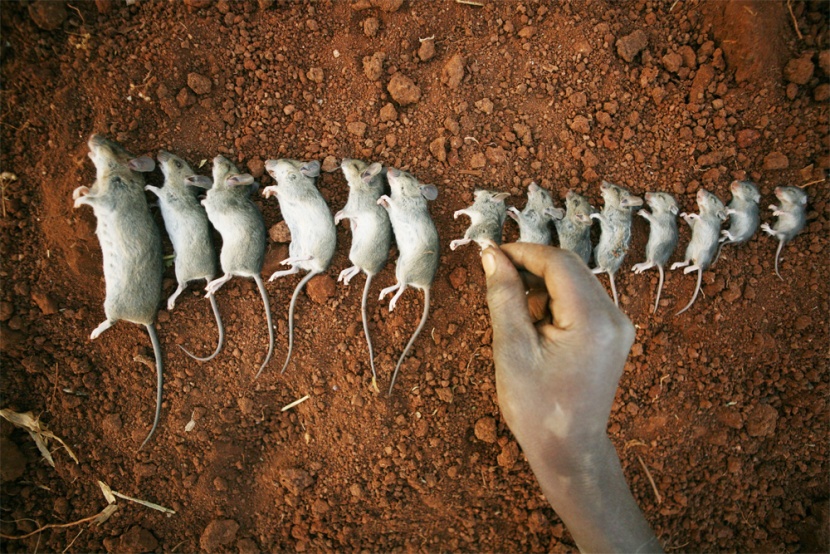 فئران يتم فرزها حسب حجمها لبيعها في أسواق مالاوي.
