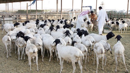 تجار الأغنام يهنئون الزبائن بقدوم رمضان بزيادة 25 %