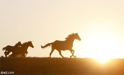مزرعة كاراسابي التي تديرها الحكومة التركية هي أكبر مزرعة لخيول السباق في تركيا حيث تقوم بتوظيف أكثر من 220 عامل وترتفع فيها أعدا