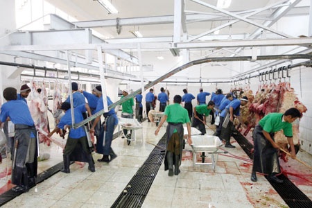 مسالخ الرياض تكشف انخفاض مذبوحات المواشي 30%  للعام الثاني على التوالي