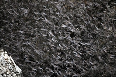 مجموعة من الخفافيش تطير فوق كهف وات خاو بحثا عن الطعام خلال الغسق في مقاطعة راتشابورى.