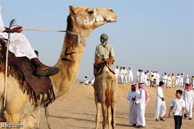 سعوديون يحضرون سباق الهجن المقام في محافظة خليص على بعد 85 كيلومترا إلى الشمال الشرقي من جدة.