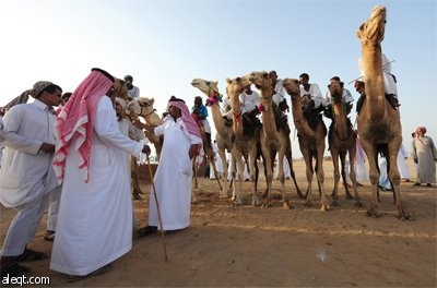 سعوديون يحضرون سباق الهجن المقام في محافظة خليص على بعد 85 كيلومترا إلى الشمال الشرقي من جدة.