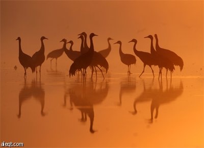 طيور الكرك (الرهو) تجتمع مع ضوء الفجر على بحيرة في ولاية براندنبورغ الألمانية.