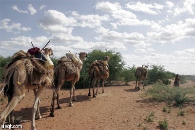 جمال تشرب من مياه بئر في قرية "ياشربنا" شمال شرقي نيروبي عاصمة كينيا.