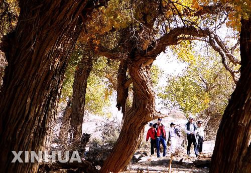 لوحات خريفية جميلة لغابات الحور الصينية في منغوليا الداخلية