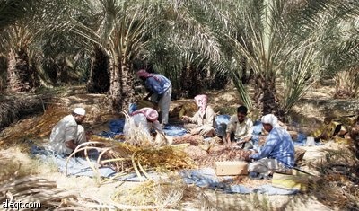 مزارع في جنوب الرياض تسقي التمور والخضار بمياه المجاري