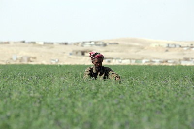 مزارع في جنوب الرياض تسقي التمور والخضار بمياه المجاري