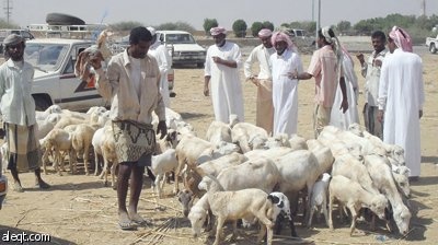 سوق الأحد يوجّه رسالة قوية للحوثيين ويتحول إلى مركز لتبادل المعلومات
