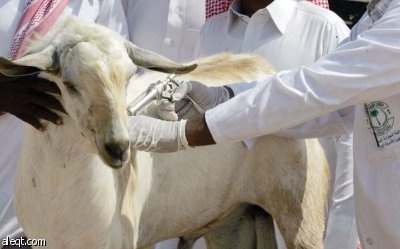 استقصاء وبائي وبيئي وخدمات بيطرية لمواشي النازحين