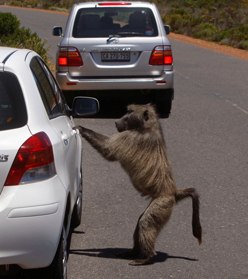 قرد يحاول فتح سيارة بالقرب من مدينة كيب تاون في جنوب أفريقيا والتي ينتظر أن تستضيف نهائيات كاس العالم 2010