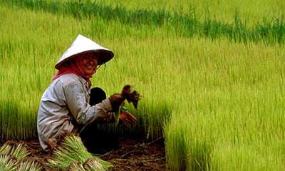 الصين تقر سلامة الأرز المعدل وراثياً