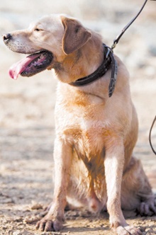 الكلب « دوجر» يرشد فرق الإنقاذ إلى 20 جثة