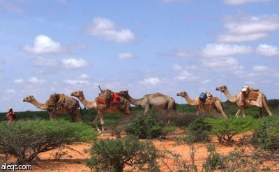 أبوظبي.. 10 ملايين درهم لملكة جمال الأبل الخليجية والناقة الحلوب
