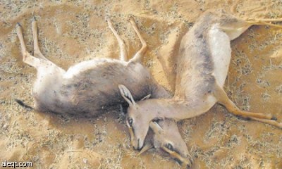 أسطورة «الشيب» تعود .. فتك بـ 11 غزالا وترك الأغنام!