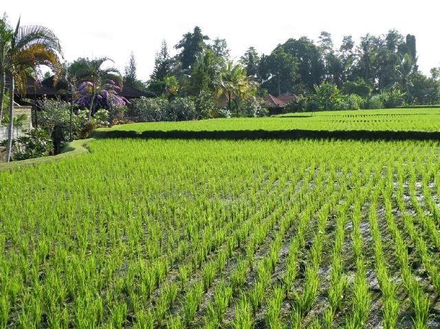 توقع بزيادة الإنتاج العالمي من الأرز بنسبة 4 %