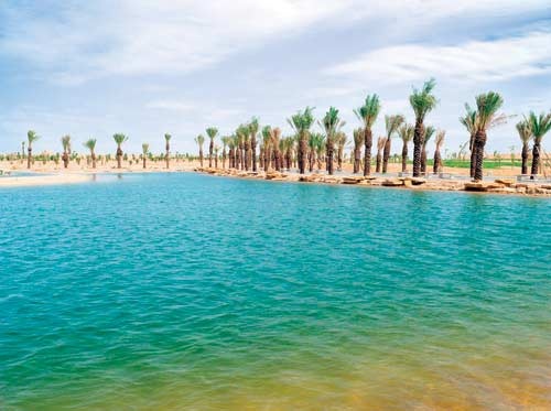ضاحية درة الرياض تستكمل إنجاز المسطحات الخضراء بغابة من أشجار الزيتون