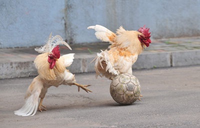ديوك تلعب كرة القدم  في مقاطعة لياونينغ الصينية احتفالا بكأس العالم 2010