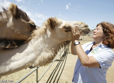 زوجان يروجان لفوائد حليب النوق للشفاء من الأمراض في أمريكا