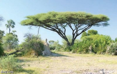 فقراء إفريقيا يستثمرون النباتات العشبية في صناعة الأدوية