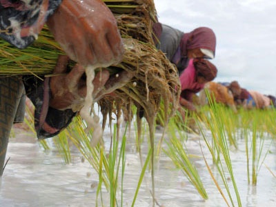 دراسة: التغير المناخي يهدد إنتاج الأرز في العالم