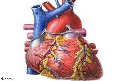 دراسة.. خلايا النخاع العظمي يمكن أن تساعد في علاج فشل القلب
