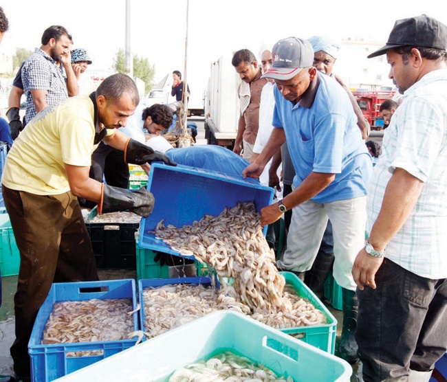 أزمة «ديزل» تقفز بأسعار الأسماك في القطيف .. والصيادون يحجمون عن الإبحار