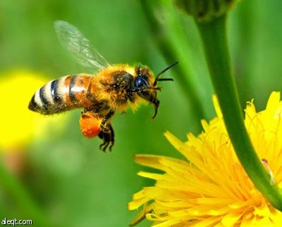 علماء : النحل يعتمد على مسار معين في بحثه عن الزهور