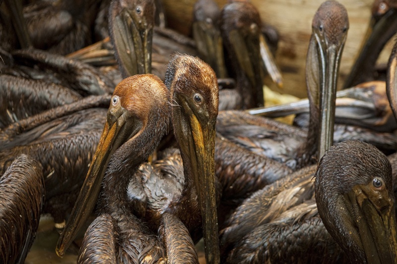 مسح: نفوق نحو 6 آلاف طائر و600 سلحفاة بسبب كارثة التسرب النفطي في خليج المكسيك