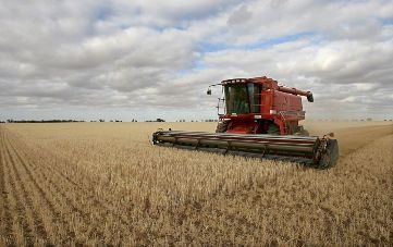 انخفاض جودة القمح في استراليا رغم المحصول الكبير