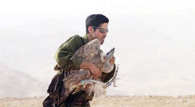 «الحياة الفطرية»: إطلاق سراح النسر الأصلع خلال الـ 14 يوما المقبلة