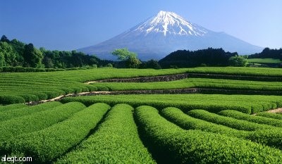 تلوث الشاي الأخضر الياباني بالإشعاع النووي