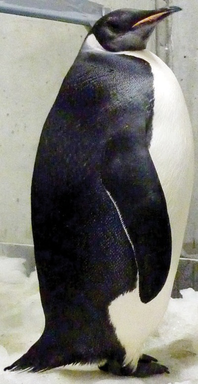 جموع النيوزيلنديين تودع البطريق الإمبراطور «هابي فيت» بعد أن خطف قلوبهم