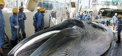 نيوزيلندا تدين خطط صيد الحيتان اليابانية
