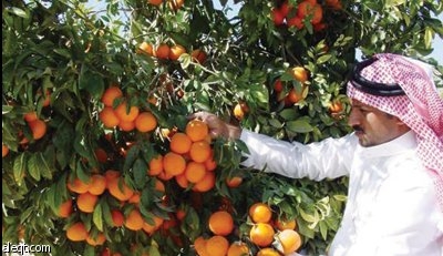 نجران: عرض الفرص الاستثمارية وتمويل المشاريع في مهرجان الحمضيات