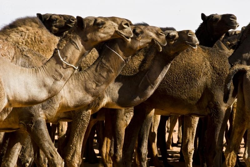 الإبل الصفر فئة الـ 100 تستعرض في "أم رقيبة"