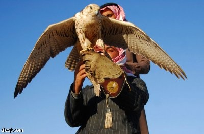 رجل يدرب صقره خلال رحلة صيد في الصحراء في مدينة تبوك