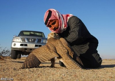 رجل يدرب صقره خلال رحلة صيد في الصحراء في مدينة تبوك