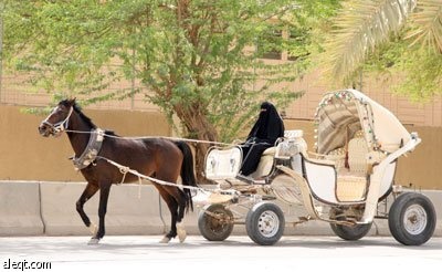 ذاكرة الرياض تستعيد عربات الخيول