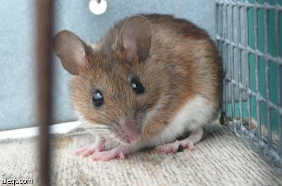 علماء يطورون علاجا جينيا يطيل أعمار الفئران