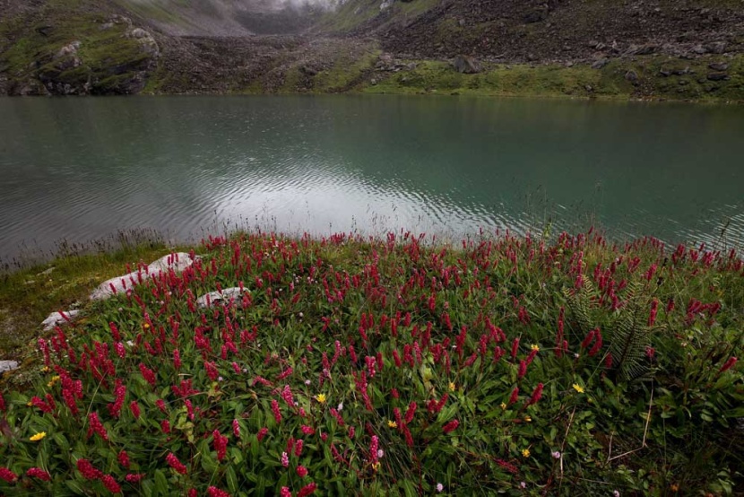 قصة مصورة : جمال الزهور في جبال الهيمالايا